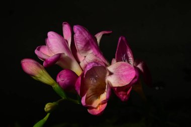 Güzel frezya çiçekleri siyah arkaplanda izole edilmiş.