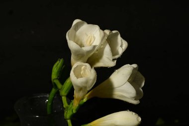 Siyah arkaplanda beyaz küçük çiçekleri kapat