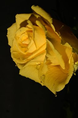 close up of beautiful bright rose flower