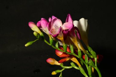 Güzel, parlak bahar buketi, kapat