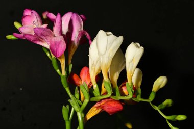 Güzel, parlak bahar buketi, kapat