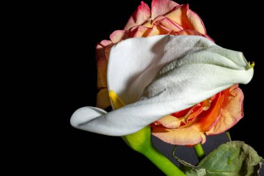 Siyah arkaplanda beyaz gül