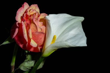 Beyaz arkaplan ile kırmızı gül