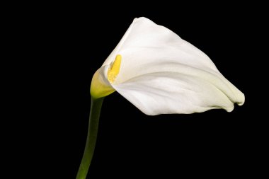 Beyaz zambak siyah arkaplanda izole edilmiş