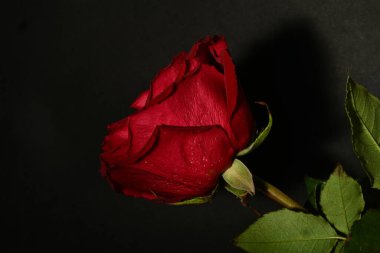 close up of beautiful bright rose flower