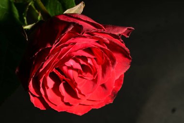 close up of beautiful bright rose flower