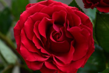 close up of beautiful bright rose flower