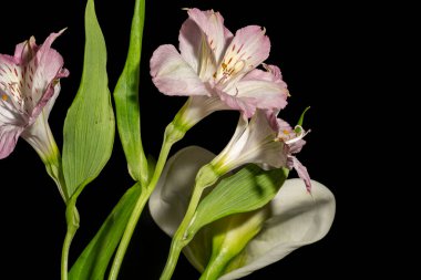 Siyah arka plandaki güzel, parlak bahar buketini kapat. 