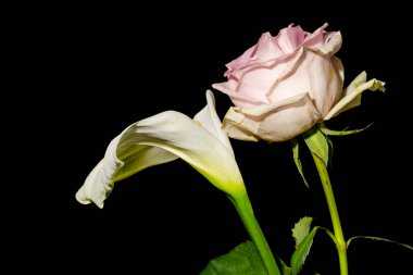 Koyu arkaplandaki güzel çiçekleri kapat. 