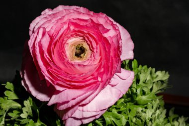 Siyah arkaplandaki güzel parlak çiçeğe yaklaş