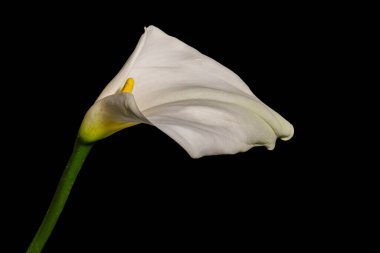 Siyah arkaplanda beyaz zambak