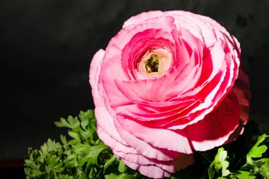 Siyah arkaplandaki güzel parlak çiçeğe yaklaş