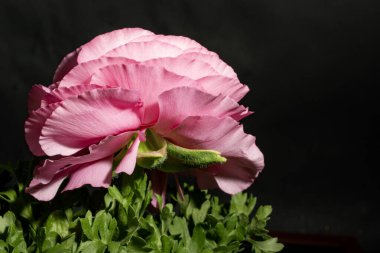 Siyah arkaplandaki güzel parlak çiçeğe yaklaş