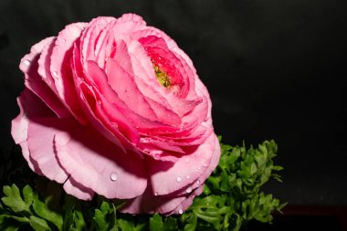 Siyah arkaplandaki güzel parlak çiçeğe yaklaş