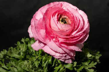 Siyah arkaplandaki güzel parlak çiçeğe yaklaş