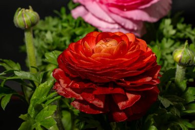 Güzel, parlak bahar buketi, kapat