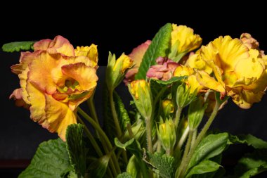 Koyu arkaplandaki güzel çiçekleri kapat. 