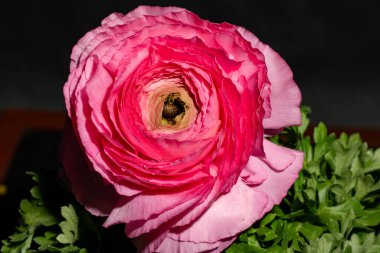 Bahçedeki pembe gül, yakın görüş