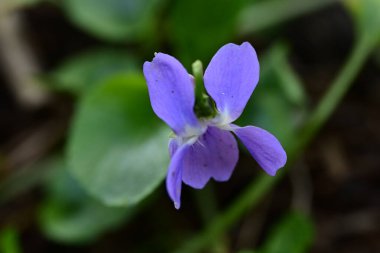 Bahçedeki güzel mor çiçekler