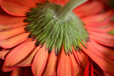 Siyah arka planda güzel Gerbera çiçeği