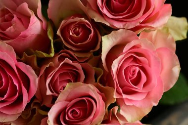 Güzel kırmızı gül çiçeklerini kapatın.