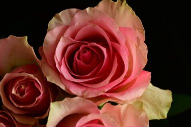 Siyah arka planda güzel pembe bir gül.