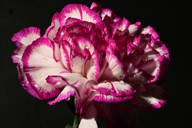 Siyah arka planda güzel karanfil çiçeği  