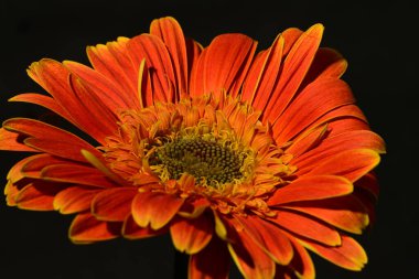 Siyah arka planda güzel Gerbera çiçeği 