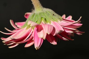 Siyah arka planda güzel pembe bir çiçeğin makro görüntüsü