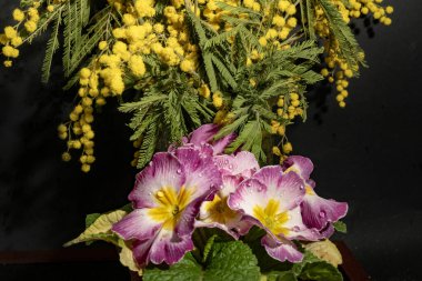 Koyu arkaplandaki güzel çiçekleri kapat. 