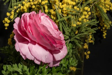 Bahçedeki pembe gül, yakın görüş