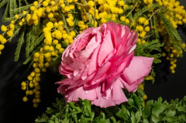 Bahçedeki pembe gül, yakın görüş