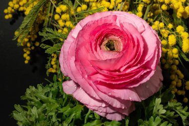 Bahçedeki pembe gül, yakın görüş