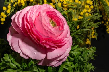 Bahçedeki pembe gül, yakın görüş