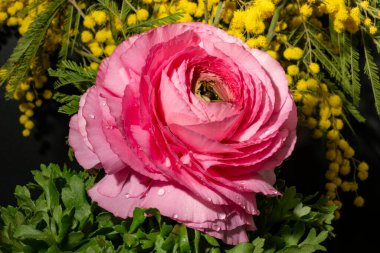 Bahçedeki pembe gül, yakın görüş