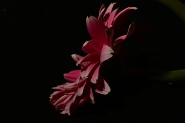 Güzel Gerbera çiçeklerine yakın, koyu arkaplan