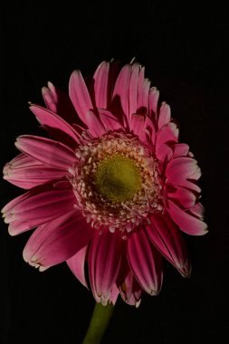 Güzel Gerbera çiçeklerine yakın, koyu arkaplan