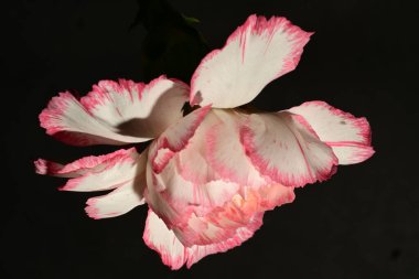 Siyah arka planda güzel karanfil çiçeği