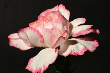 Koyu arkaplanda güzel çiçekler, yaz konsepti, yakın manzara