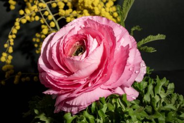 Bahçedeki pembe gül, yakın görüş