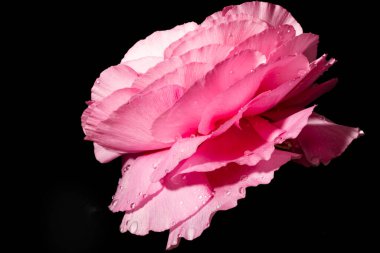 Bahçedeki pembe gül, yakın görüş