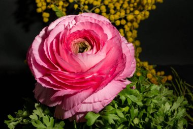 Bahçedeki pembe gül, yakın görüş