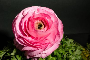 Bahçedeki pembe gül, yakın görüş