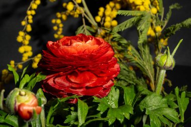 Koyu arkaplandaki güzel çiçekleri kapat. 