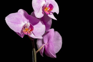 Karanlıkta güzel orkide çiçekleri