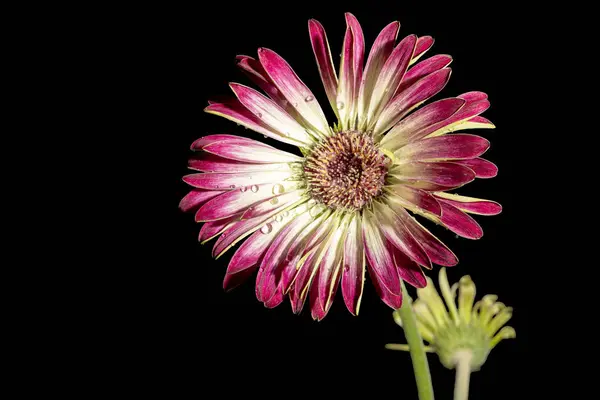 Güzel Gerbera çiçeklerine yakın, koyu arkaplan