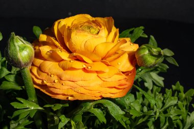 Sarı gül, yakın görüş, yaz konsepti