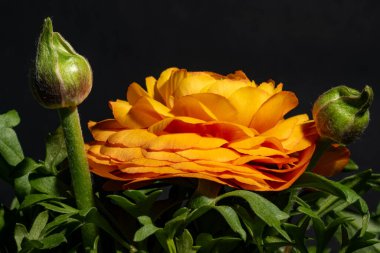 Sarı gül, yakın görüş, yaz konsepti