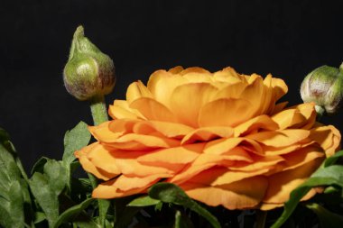 Sarı gül, yakın görüş, yaz konsepti