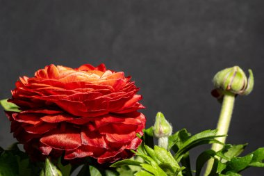 Güzel kırmızı ve beyaz laleler koyu arkaplan